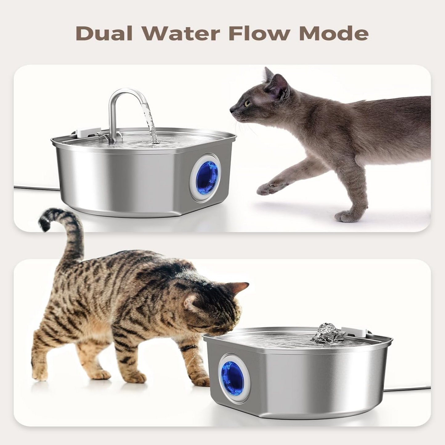 Give Your Cat Years More Healthy Life With Docure