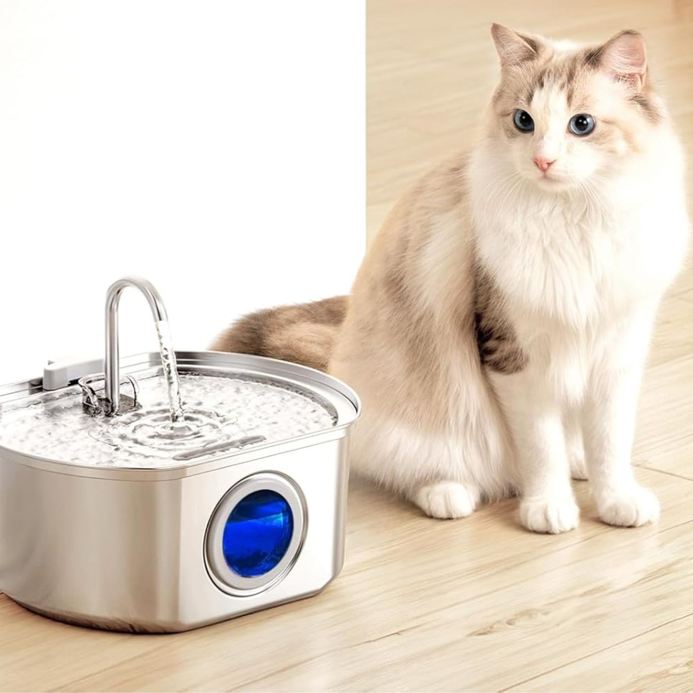 Give Your Cat Years More Healthy Life With Docure
