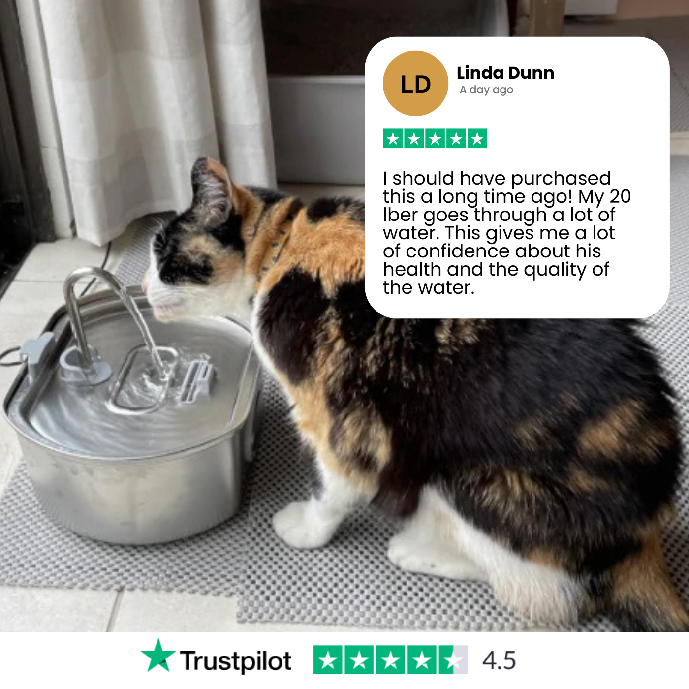 Give Your Cat Years More Healthy Life With Docure