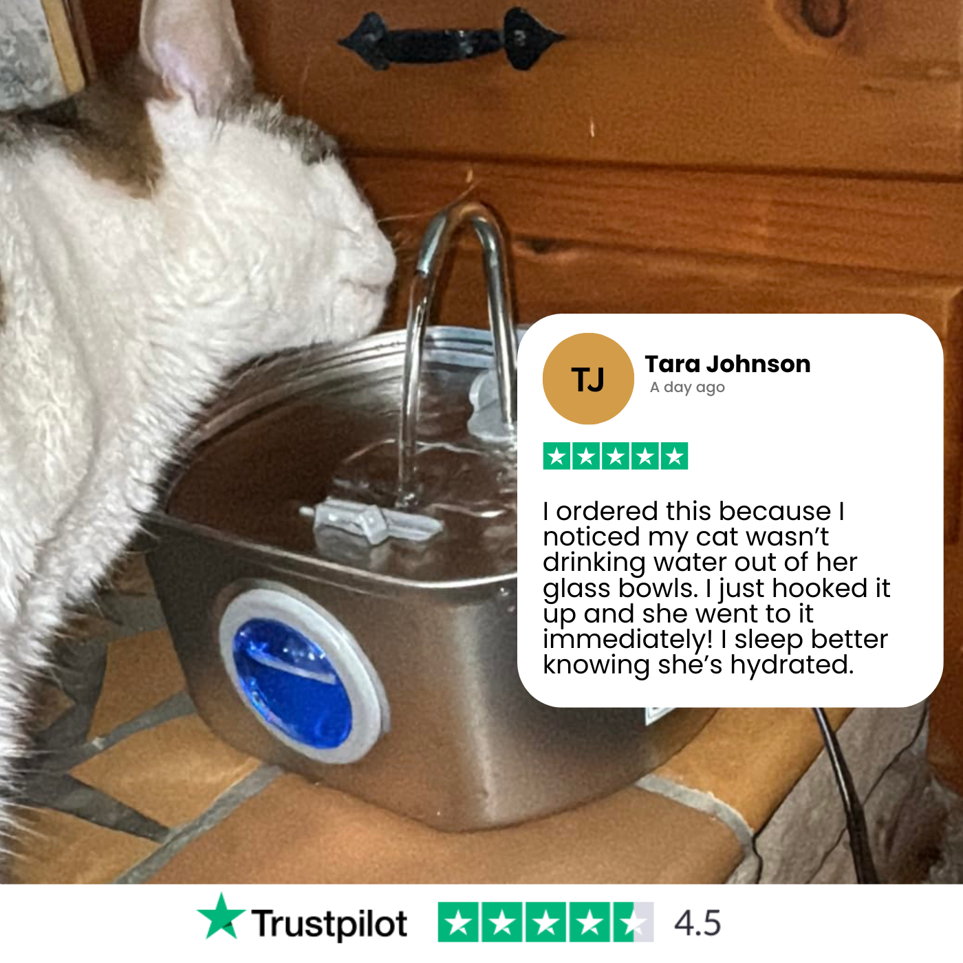 Give Your Cat Years More Healthy Life With Docure
