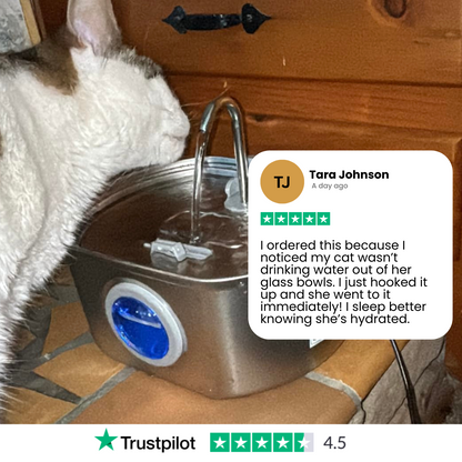 Give Your Cat Years More Healthy Life With Docure